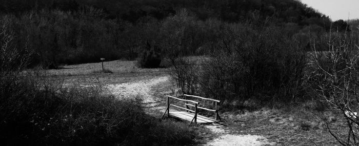 Empty bench in park