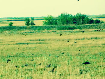 Scenic view of wheat field