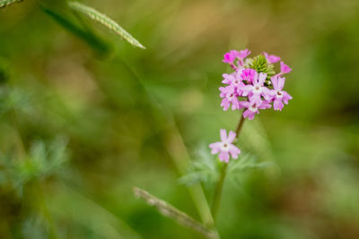 Close-up of pink flowering plant