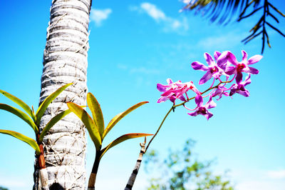 Low angle view of flowers against blue sky