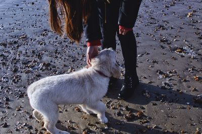 Low section of woman with dog standing on beach