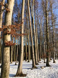 View of trees in forest during winter