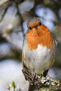 Close-up of bird perching on branch