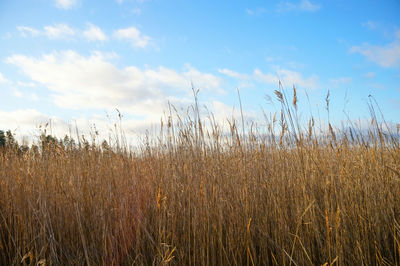 Scenic view of grass against sky