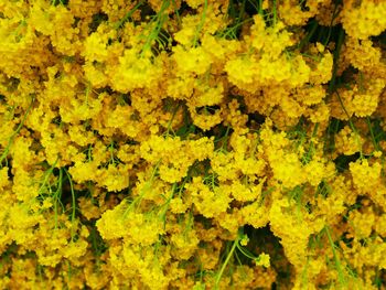 Full frame of yellow flowers