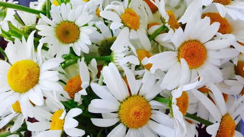 Full frame shot of white daisy flower