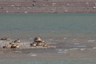 Ducks on lakeshore