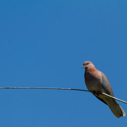 Low angle view of bird against clear blue sky