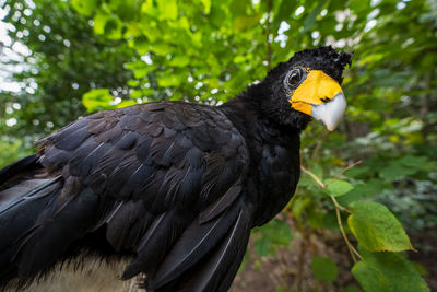 Close-up of bird