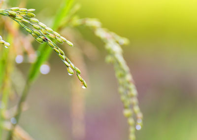 Close-up of wet plant