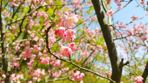 Close-up of pink flowers blooming on tree