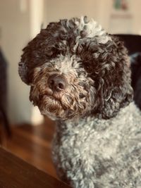 Portrait of dog lying on floor at home