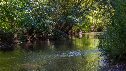 Scenic view of lake in forest