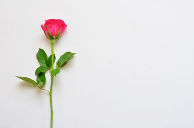 Close-up of rose against white background