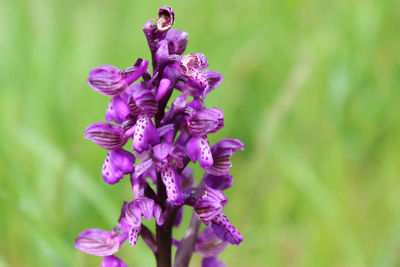 Close-up of purple flowers