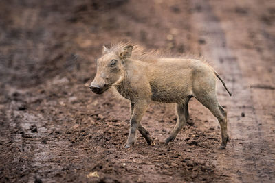 Close-up of warthog walking on field