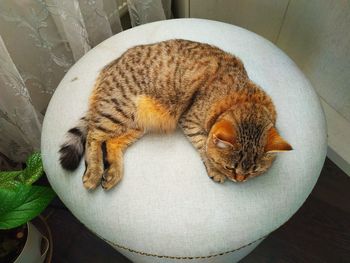 High angle view of cat sleeping at home