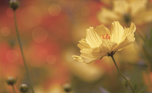 Close-up of white flowering plant