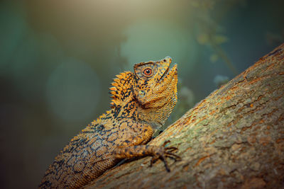 Close-up of lizard on rock