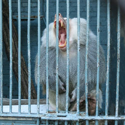 Close-up of doll in cage at zoo