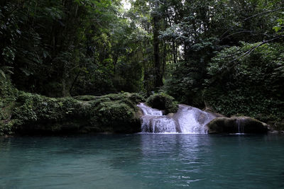 Scenic view of waterfall in forest