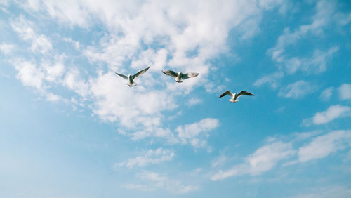 Low angle view of bird flying against sky