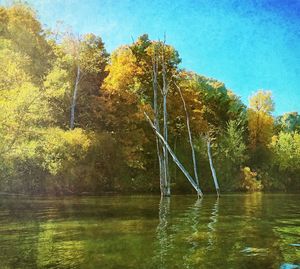 Scenic view of trees against sky