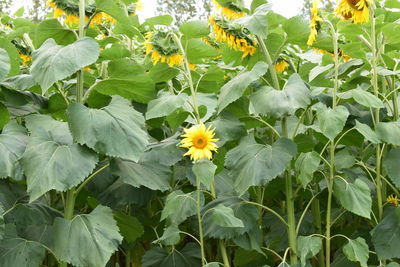 Flowers blooming outdoors