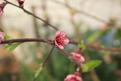 Close-up of pink flowering plant