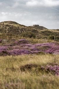 Scenic view of grassy field against sky