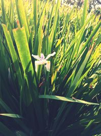 Close-up of flowering plant on field