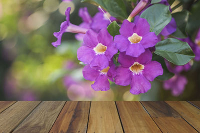 Close-up of pink flowering plant