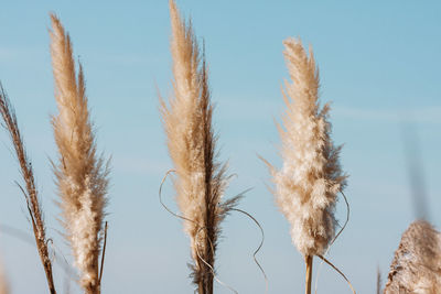 Close-up of stalks against clear blue sky