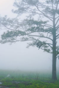 Trees on field against sky during winter