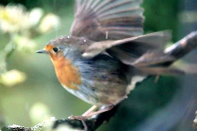 Close-up of bird