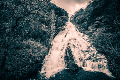 Scenic view of waterfall in forest