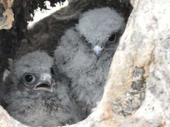 Close-up of young bird