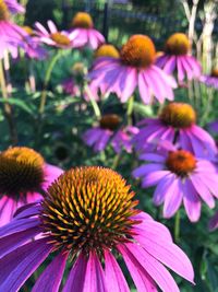 Close-up of purple coneflowers blooming in park