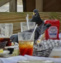 Close-up of cat on table