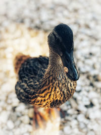 Close-up of a bird