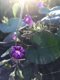 Close-up of purple flowers blooming in park