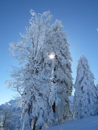 Low angle view of snow covered trees against blue sky