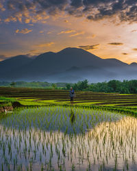 Beautiful evening view of the rice fields and farmers