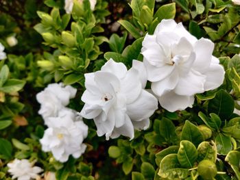 Close-up of white flowering plants