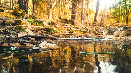Reflection of trees in water