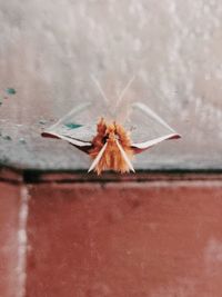 Close-up of moth on wall