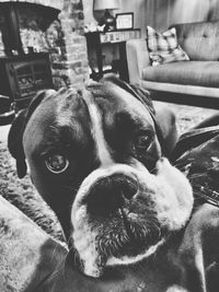 Close-up portrait of dog relaxing at home