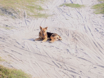 Bravo thinking about something on sand 