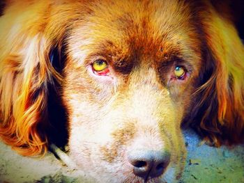 Close-up portrait of dog