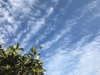 Low angle view of flowering plant against blue sky